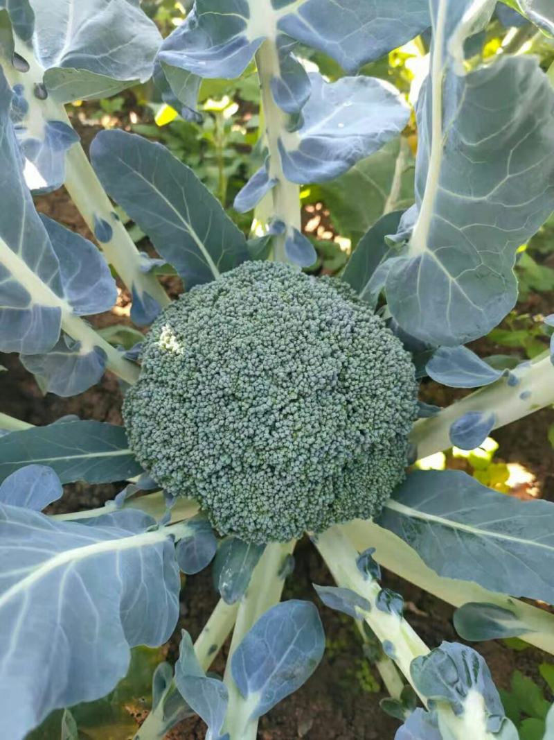 西栏花2000亩大量上市，12345678