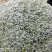 西栏花2000亩大量上市，12345678