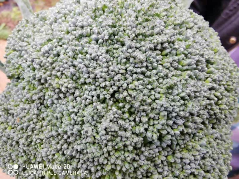 西栏花2000亩大量上市，12345678