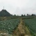 西栏花2000亩大量上市，12345678