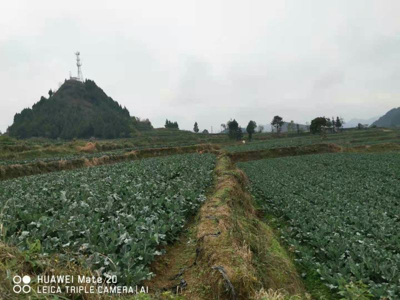 西栏花2000亩大量上市，12345678