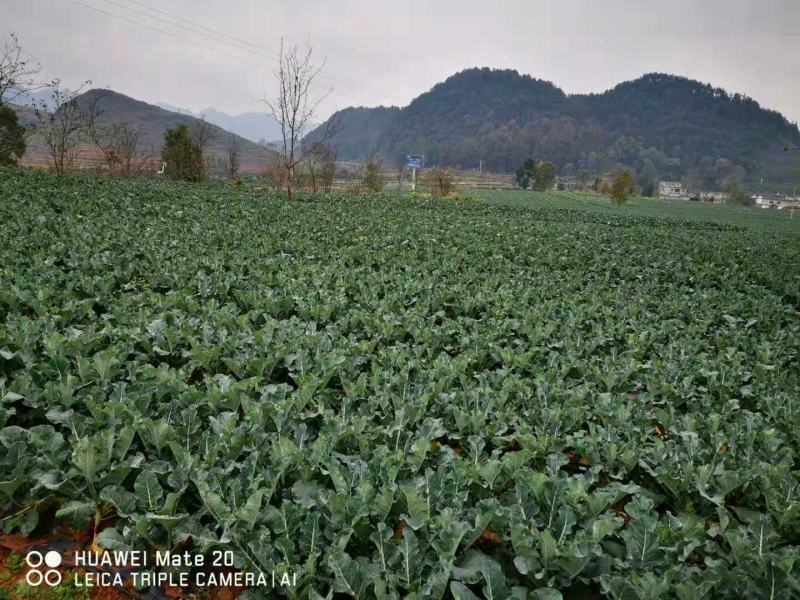 西栏花2000亩大量上市，12345678