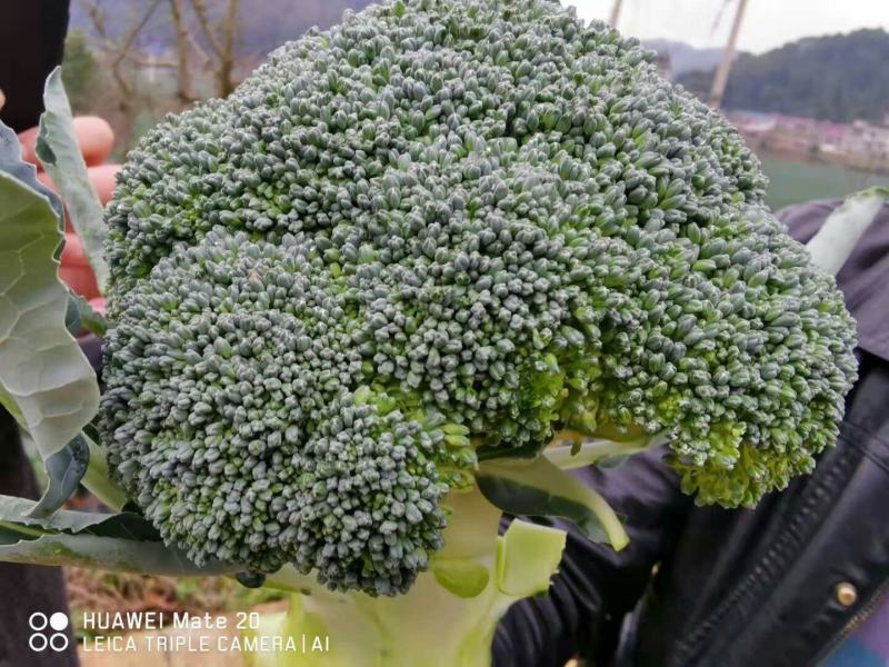 西栏花2000亩大量上市，12345678