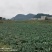 西栏花2000亩大量上市，12345678