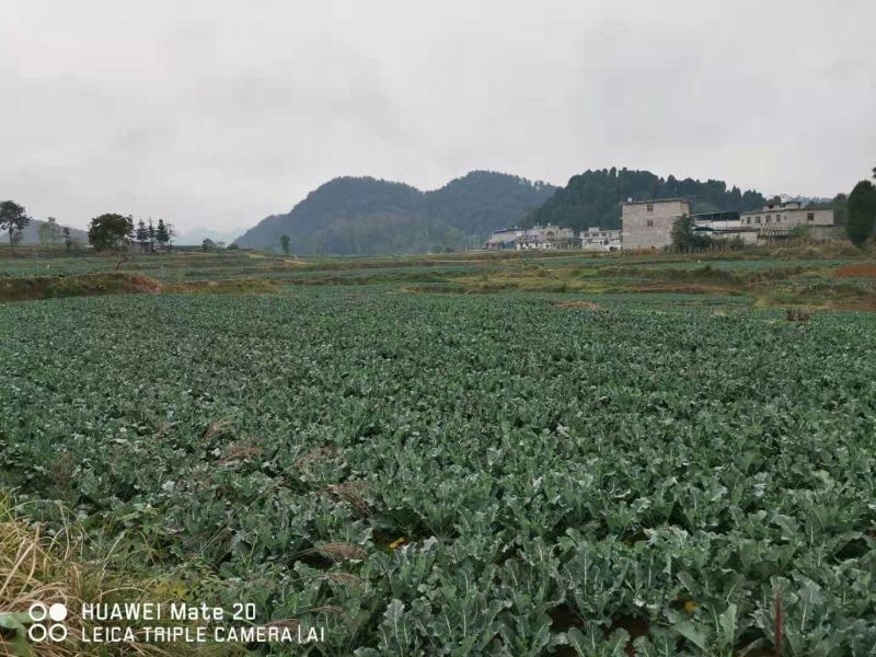 西栏花2000亩大量上市，12345678