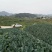 西栏花2000亩大量上市，12345678