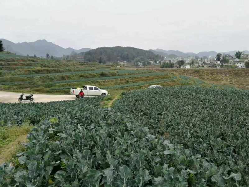 西栏花2000亩大量上市，12345678