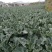 西栏花2000亩大量上市，12345678