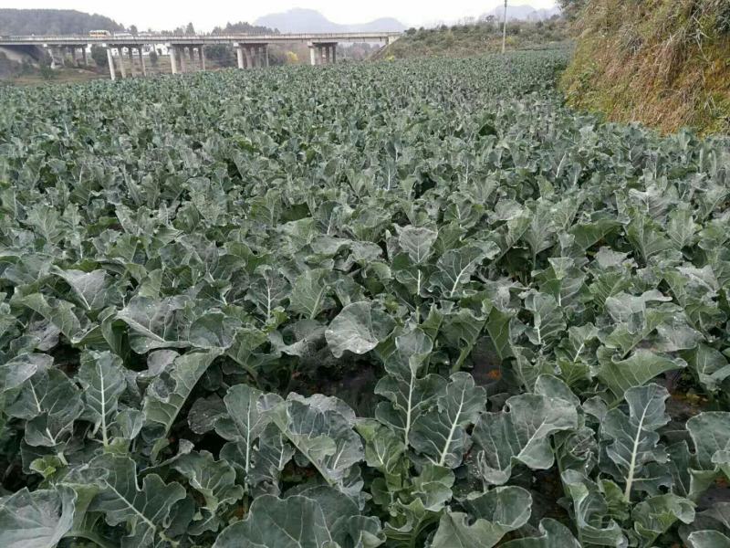 西栏花2000亩大量上市，12345678