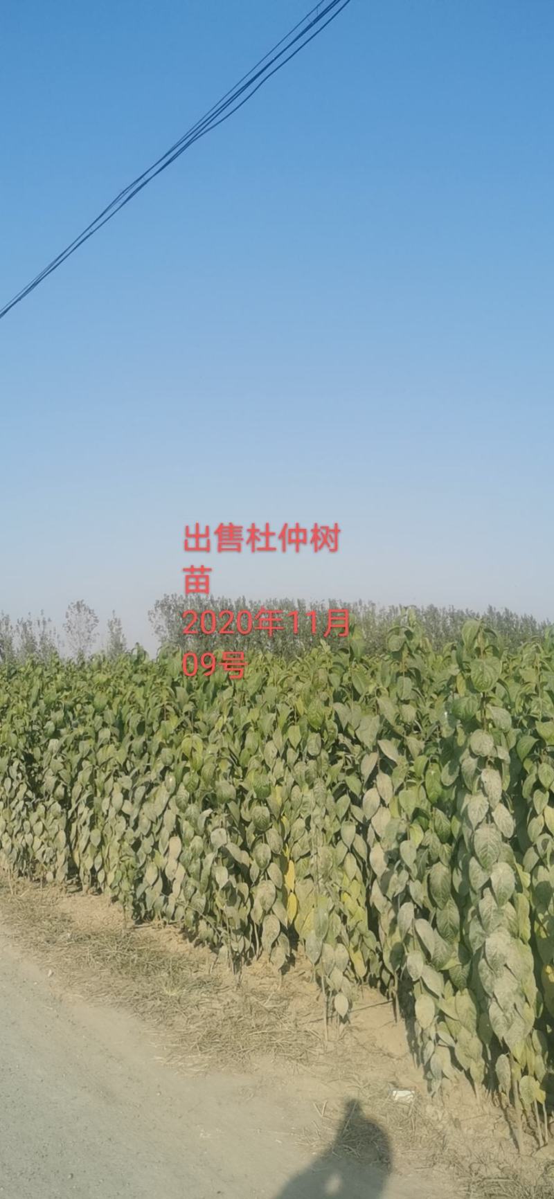 大量出杜仲叶，杜仲树苗