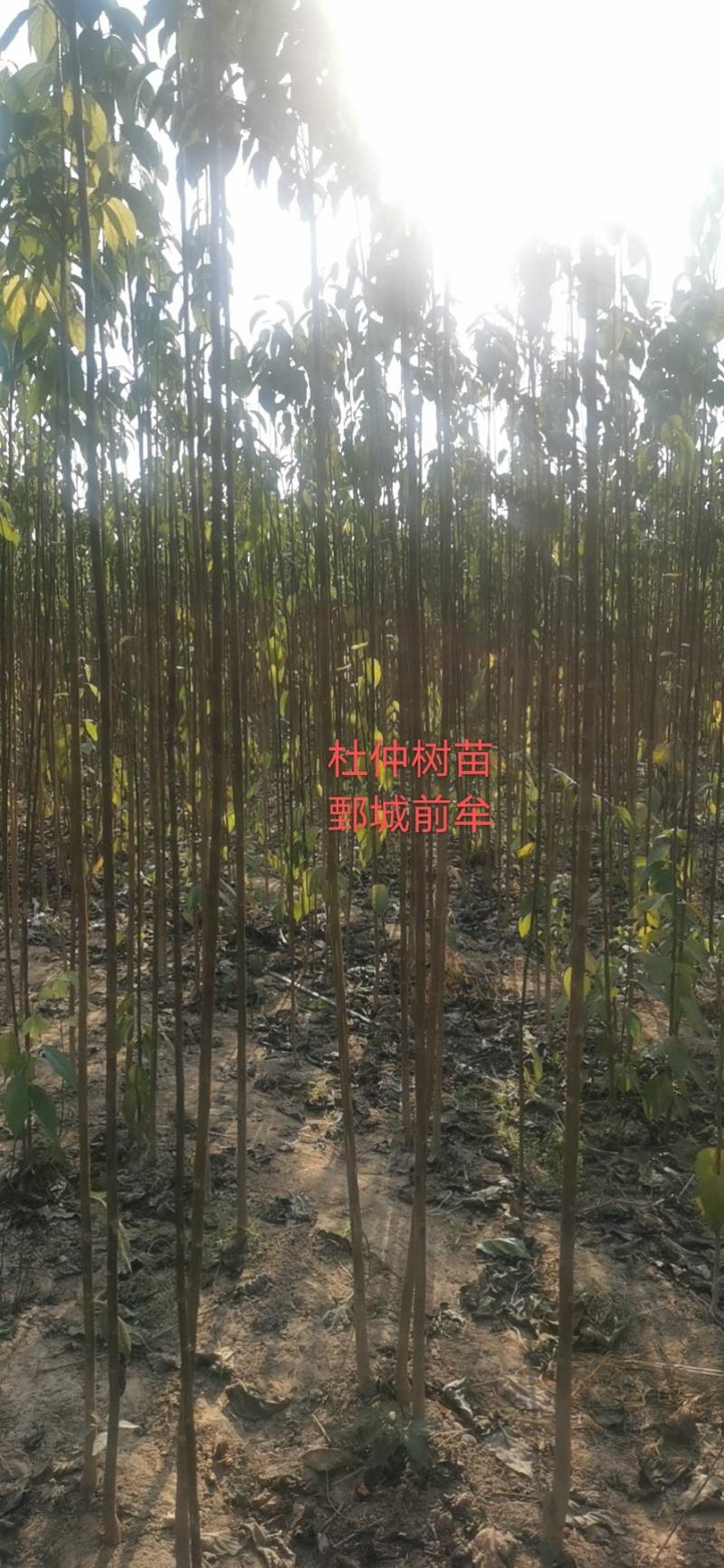 大量出杜仲叶，杜仲树苗