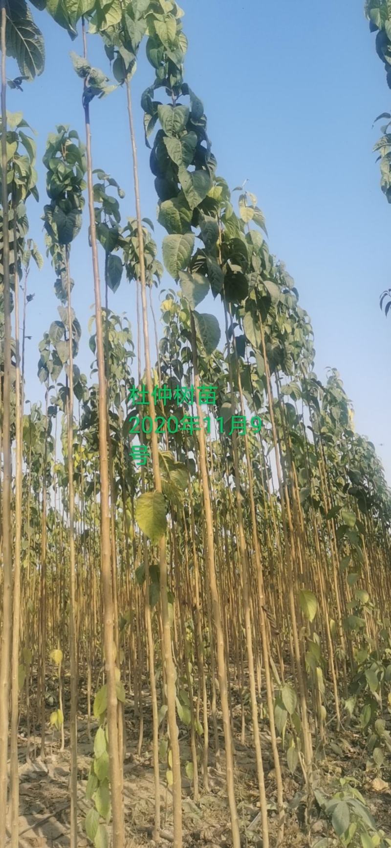 大量出杜仲叶，杜仲树苗