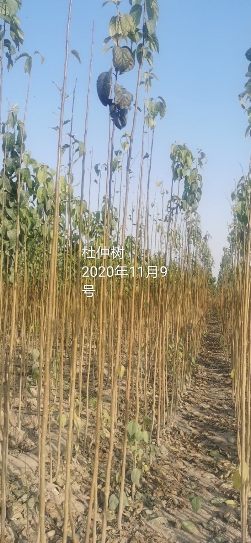 大量出杜仲叶，杜仲树苗