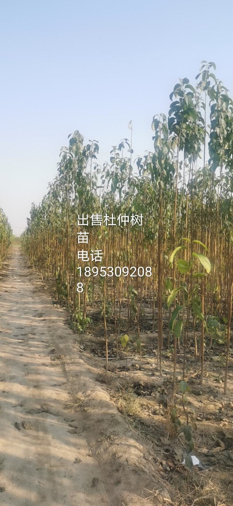 大量出杜仲叶，杜仲树苗