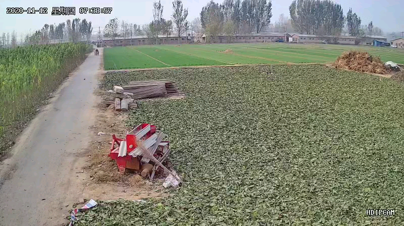 大量出杜仲叶，杜仲树苗