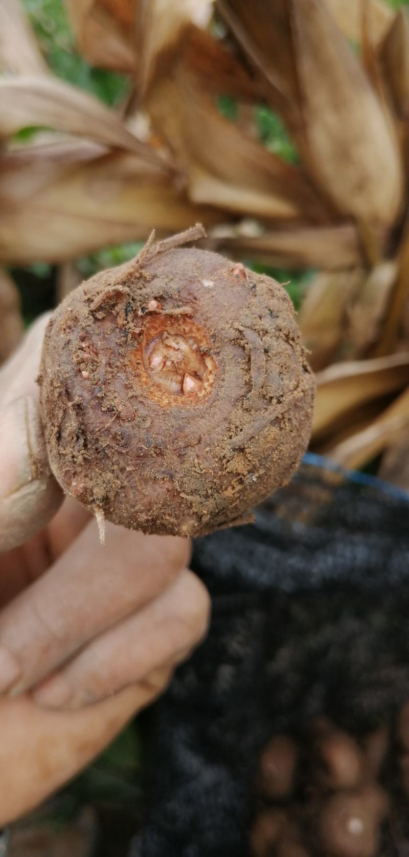 魔芋种花魔芋一代二代种