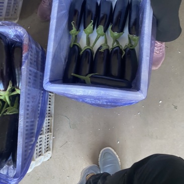 山东寿光｜765长茄｜烧烤茄｜产地直供｜