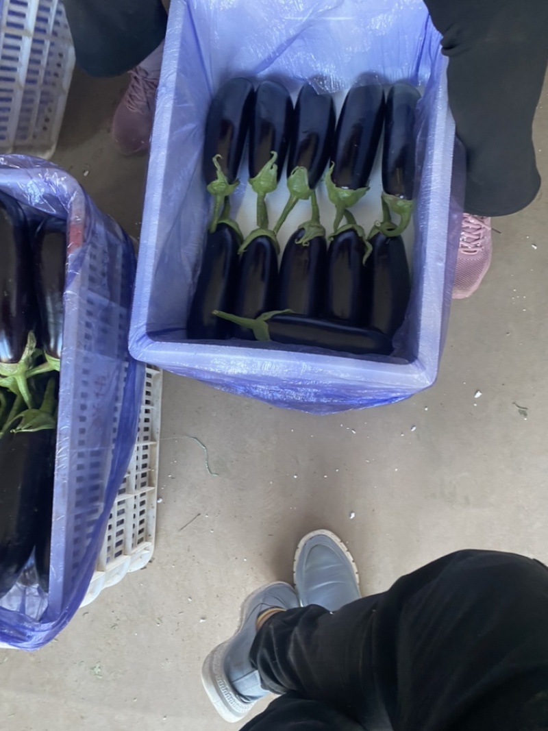 山东寿光｜765长茄｜烧烤茄｜产地直供｜