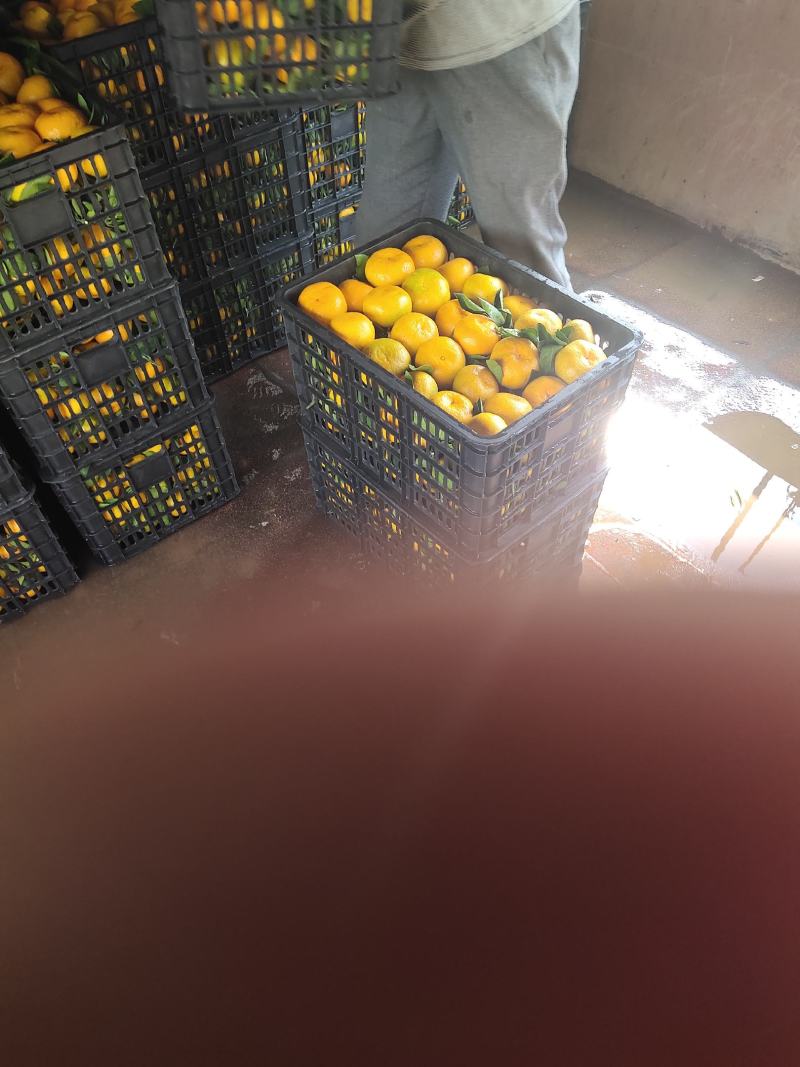 东江湖的普早现在快到尾生了