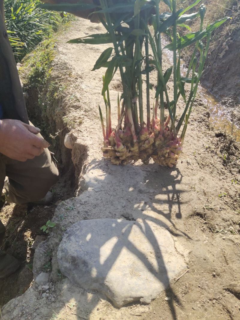 资兴市的生姜有需要的联系我