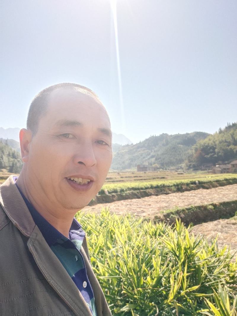 资兴市的生姜有需要的联系我