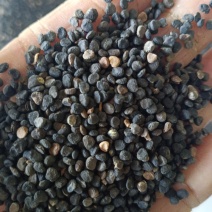 曼陀罗子，曼陀罗籽新货质量保证！花也有，欢迎咨询选购！