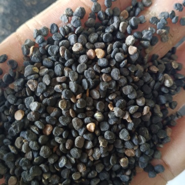 曼陀罗子，曼陀罗籽新货质量保证！花也有，欢迎咨询选购！