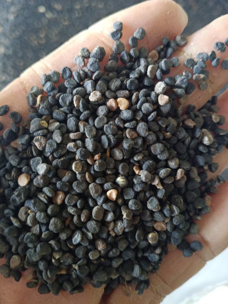 曼陀罗子，曼陀罗籽新货质量保证！花也有，欢迎咨询选购！