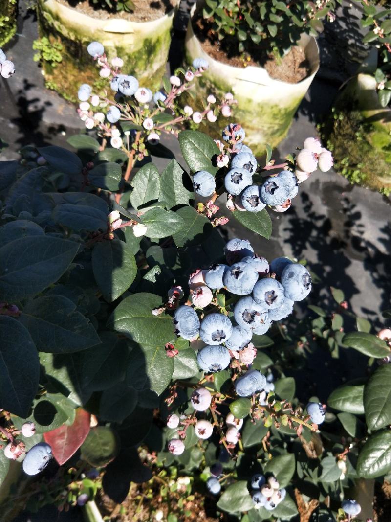 天天新鲜蓝莓随时都可以发货