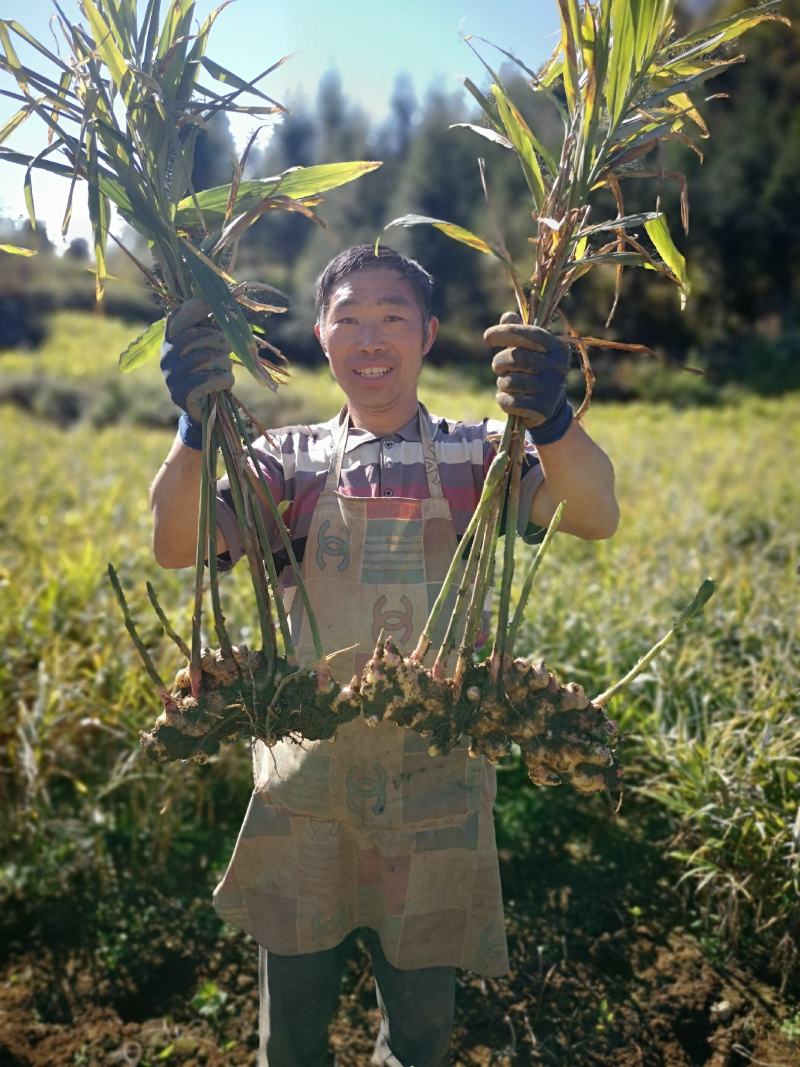 贵州二黄姜上市了，欢迎有实力的老板前来商谈合作！