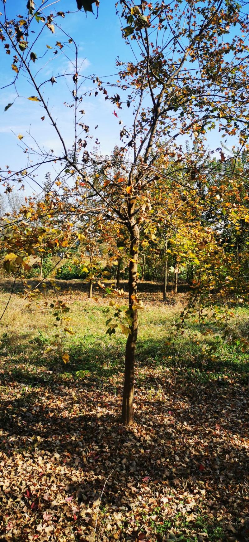 三角枫，沭阳苗圃基地