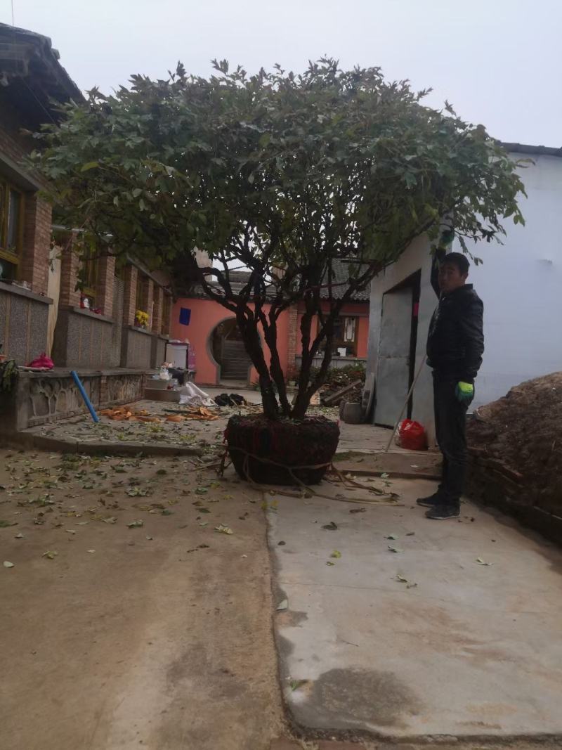 洛阳红，深紫色，玫瑰红，粉红色