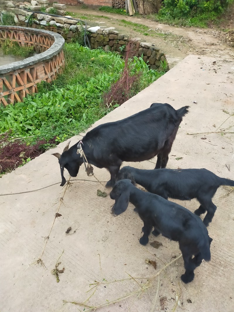 常年出售优质黑山羊，提供优质种羊，育肥羊，肉羊，量大从优