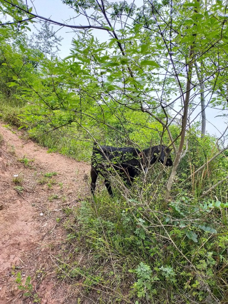 常年出售金堂黑山羊，提供优质种羊，育肥羊，肉羊，量大从优