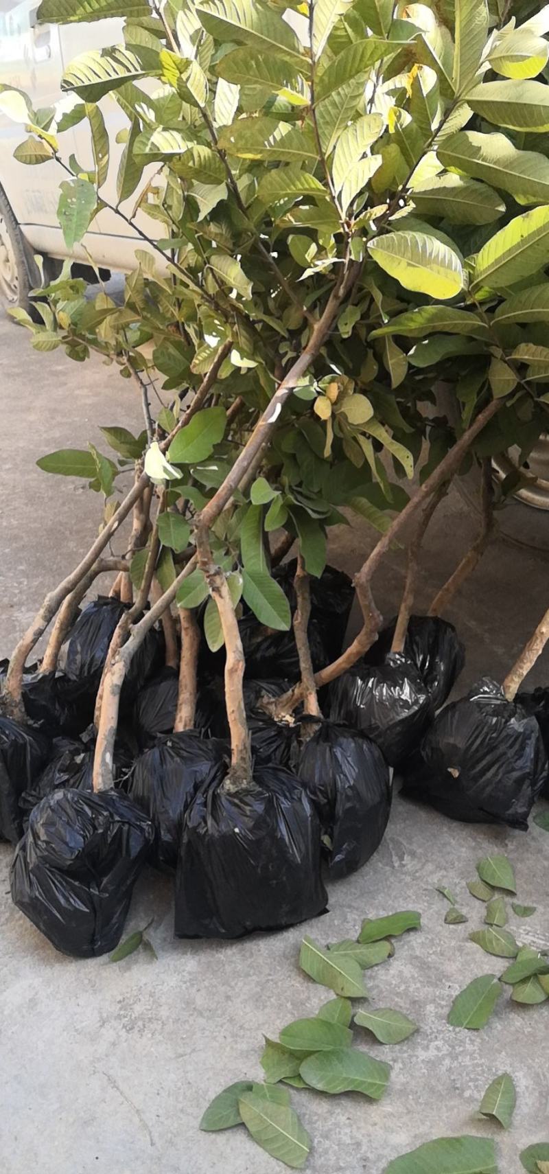 番石榴苗四季珍珠番石榴苗白心芭乐带土发货西瓜芭乐苗