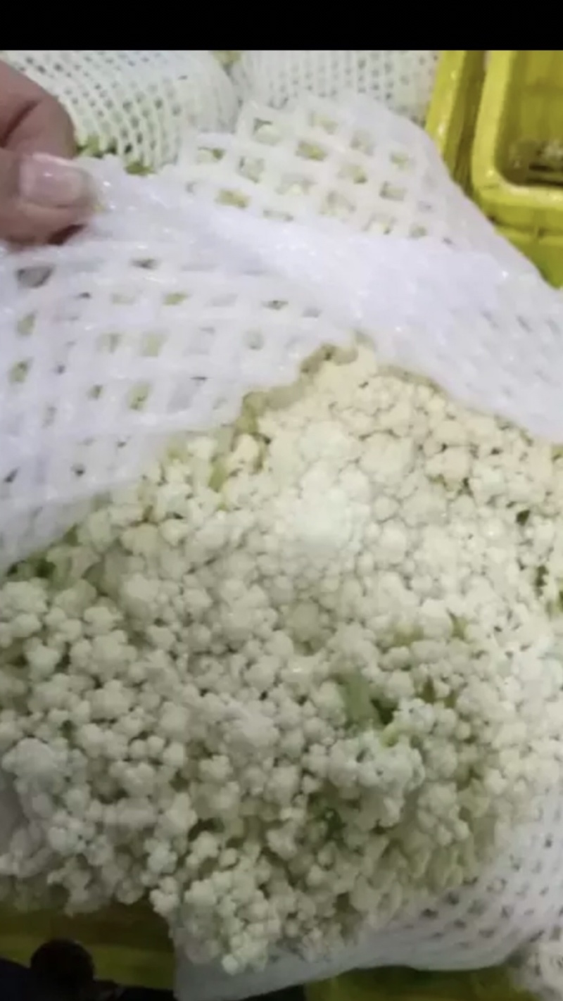 陕西省三原县精品有机散花白面青梗散花菜上市，松花菜