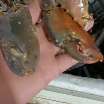 满肉青蟹腿