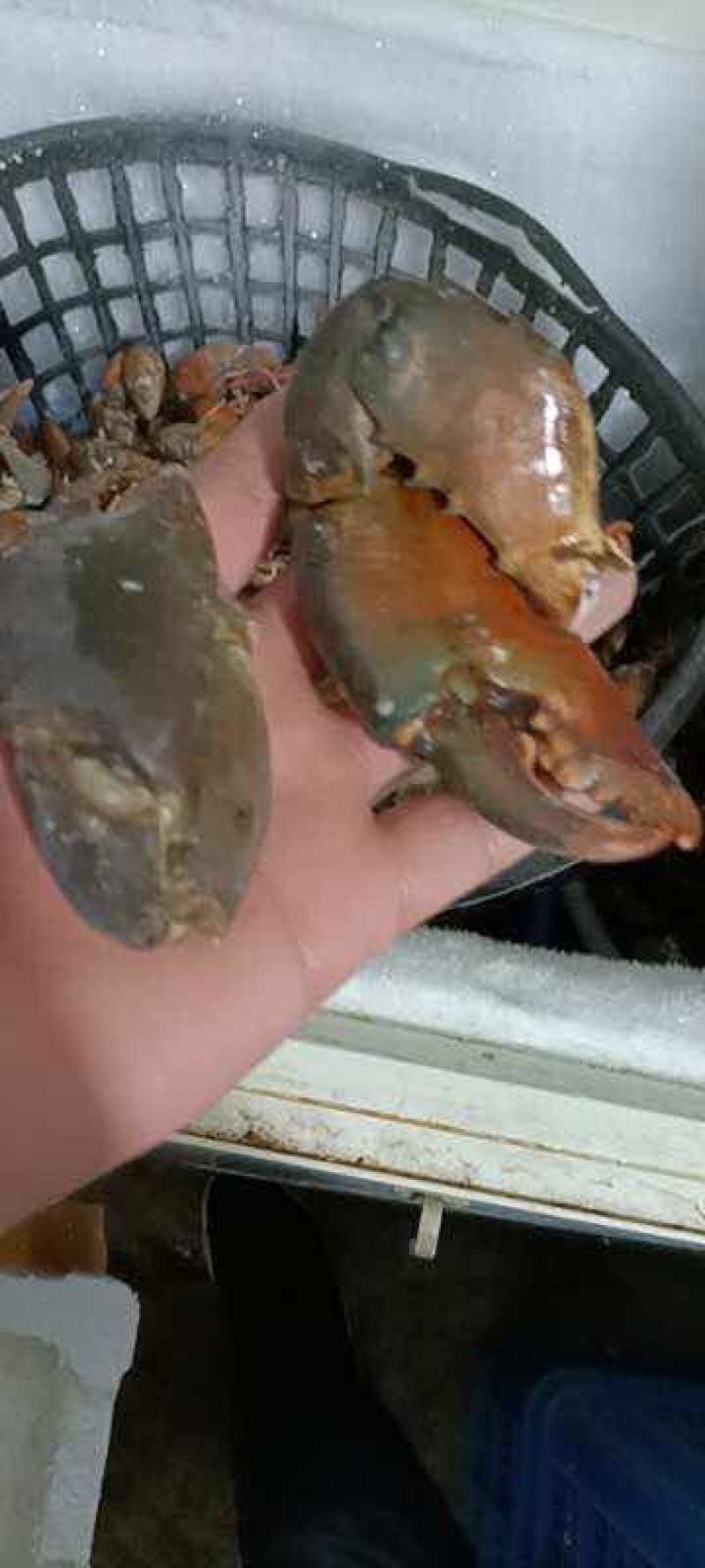 满肉青蟹腿