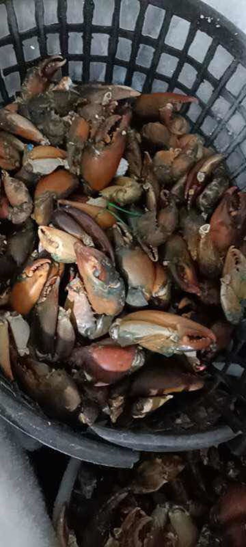 满肉青蟹腿