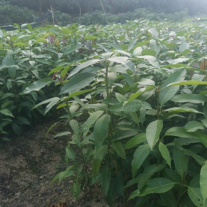 芒果苗直生苗可以嫁接自己想要的芒果品种