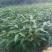 芒果苗直生苗可以嫁接自己想要的芒果品种