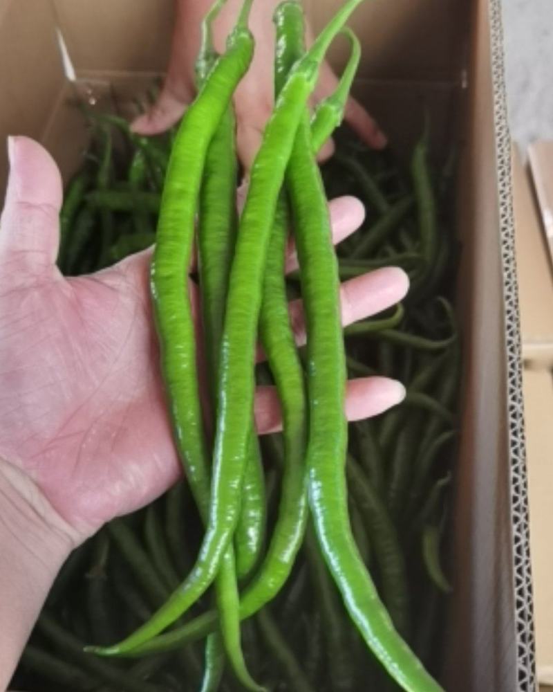 线椒鲜辣椒辣椒之类