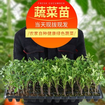 辣椒四季蔬菜苗朝天椒番茄圣女果苗茄子黄瓜西红柿苗薄荷阳台