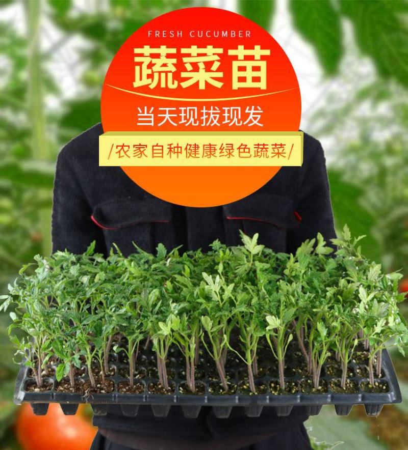 辣椒四季蔬菜苗朝天椒番茄圣女果苗茄子黄瓜西红柿苗薄荷阳台