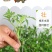 辣椒四季蔬菜苗朝天椒番茄圣女果苗茄子黄瓜西红柿苗薄荷阳台