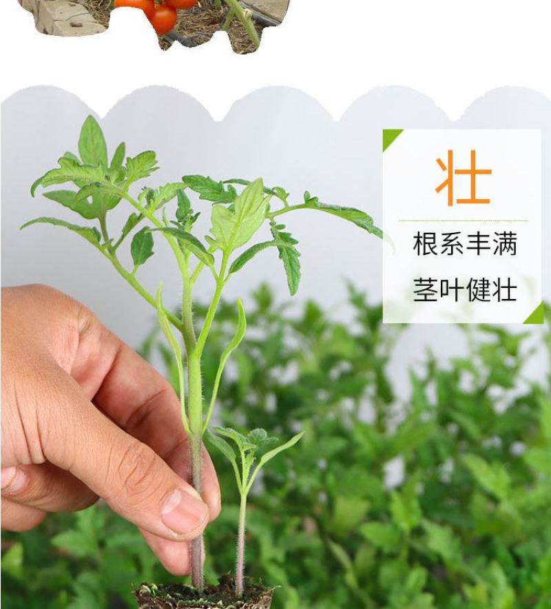 辣椒四季蔬菜苗朝天椒番茄圣女果苗茄子黄瓜西红柿苗薄荷阳台