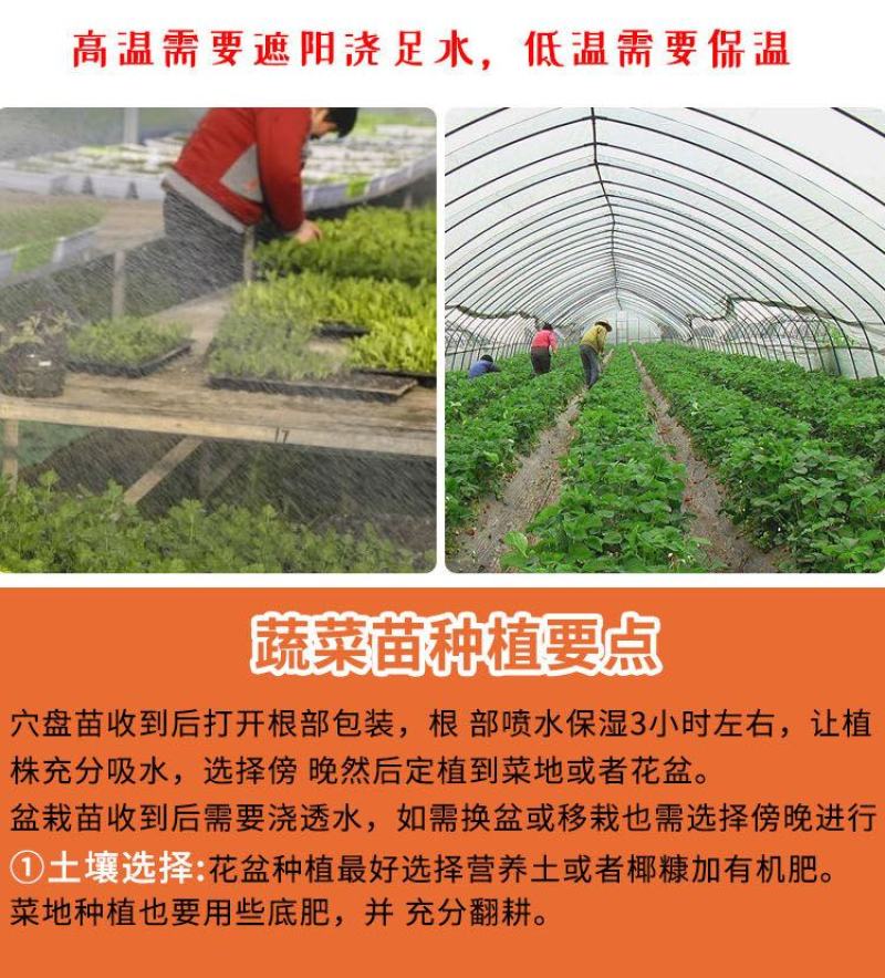 辣椒四季蔬菜苗朝天椒番茄圣女果苗茄子黄瓜西红柿苗薄荷阳台
