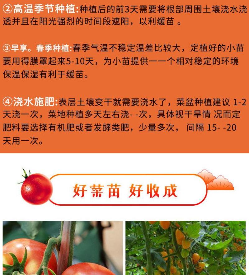 辣椒四季蔬菜苗朝天椒番茄圣女果苗茄子黄瓜西红柿苗薄荷阳台