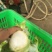 四川中早熟儿菜大量上市