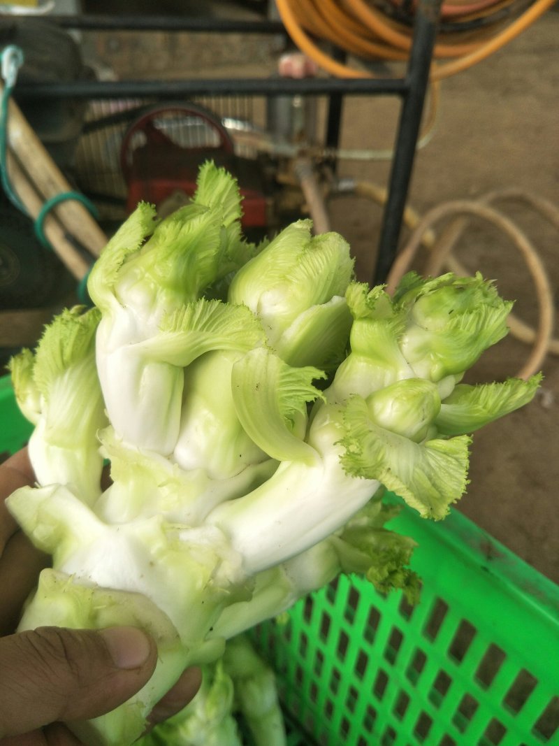 四川中早熟儿菜大量上市